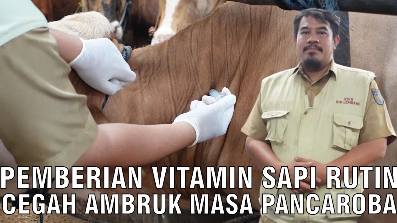 
                                 Pemberian-Vitamin-Sapi-Rutin-Cegah-Ambruk-Masa-Pancaroba